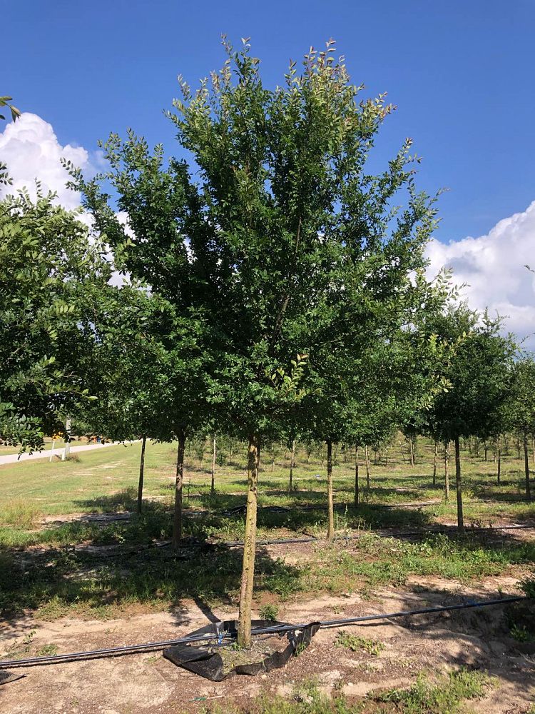 ulmus-parvifolia-drake-chinese-elm-drake-lacebark-elm