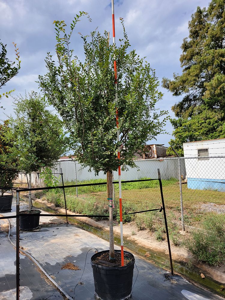 ulmus-parvifolia-drake-chinese-elm-drake-lacebark-elm