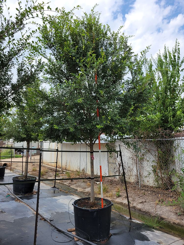 ulmus-parvifolia-drake-chinese-elm-drake-lacebark-elm