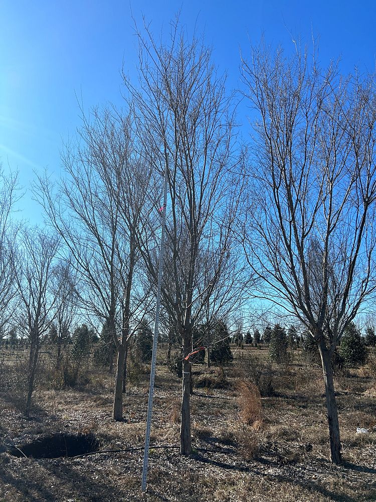 ulmus-parvifolia-drake-chinese-elm-drake-lacebark-elm