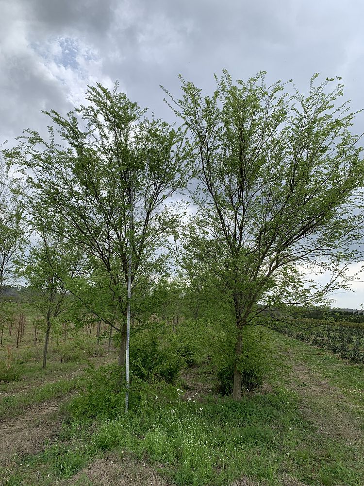 ulmus-parvifolia-drake-chinese-elm-drake-lacebark-elm