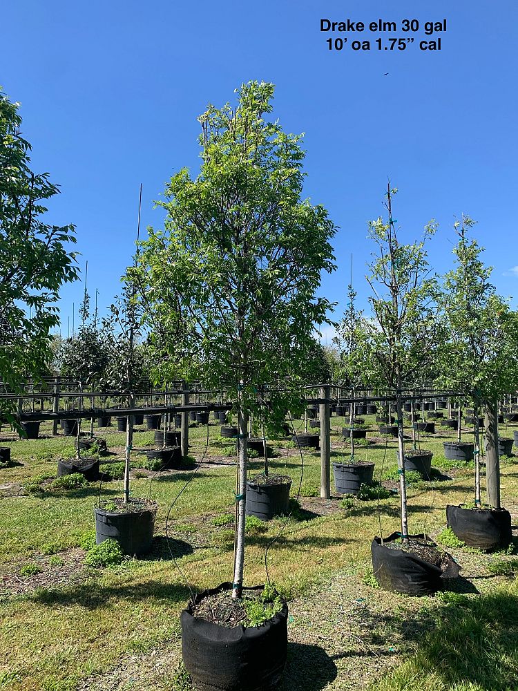 ulmus-parvifolia-drake-chinese-elm-drake-lacebark-elm