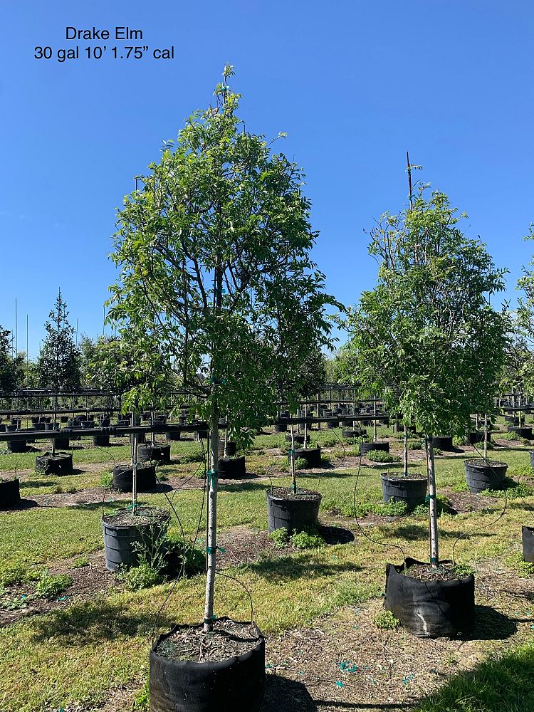 ulmus-parvifolia-drake-chinese-elm-drake-lacebark-elm