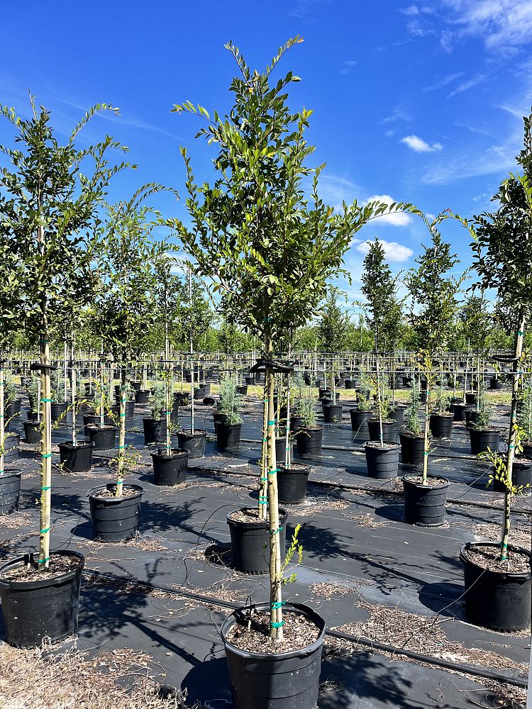 ulmus-parvifolia-drake-chinese-elm-drake-lacebark-elm