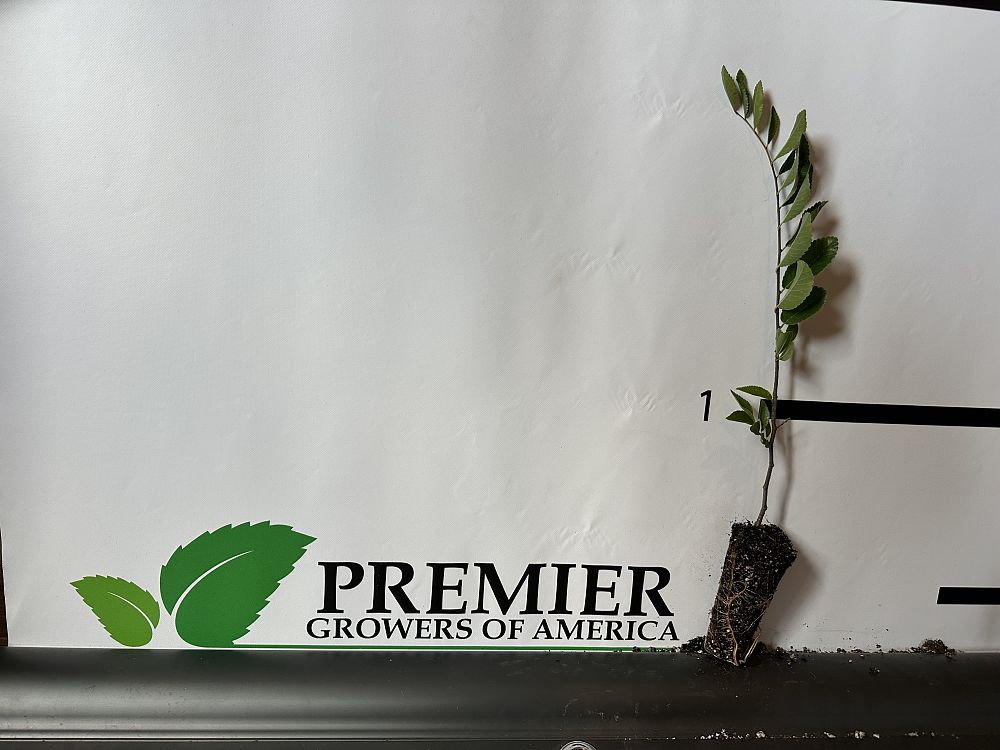 ulmus-parvifolia-drake-chinese-elm-drake-lacebark-elm