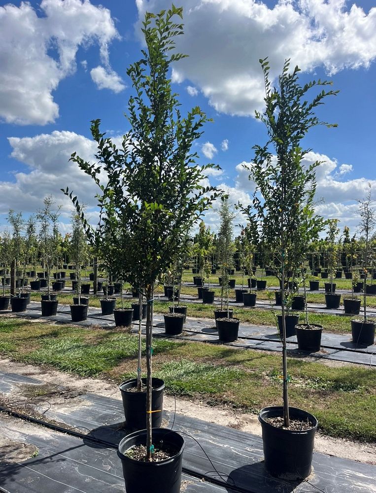 ulmus-parvifolia-drake-chinese-elm-drake-lacebark-elm