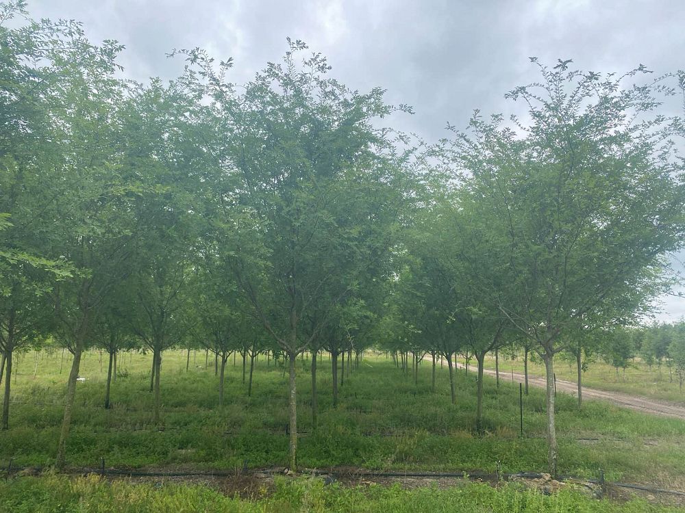 ulmus-parvifolia-drake-chinese-elm-drake-lacebark-elm