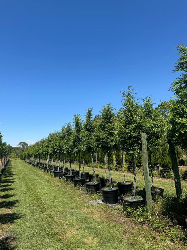 ulmus-parvifolia-drake-chinese-elm-drake-lacebark-elm