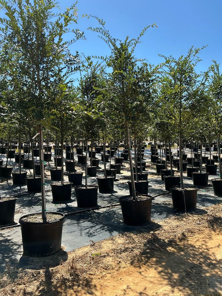 ulmus-parvifolia-drake-chinese-elm-drake-lacebark-elm