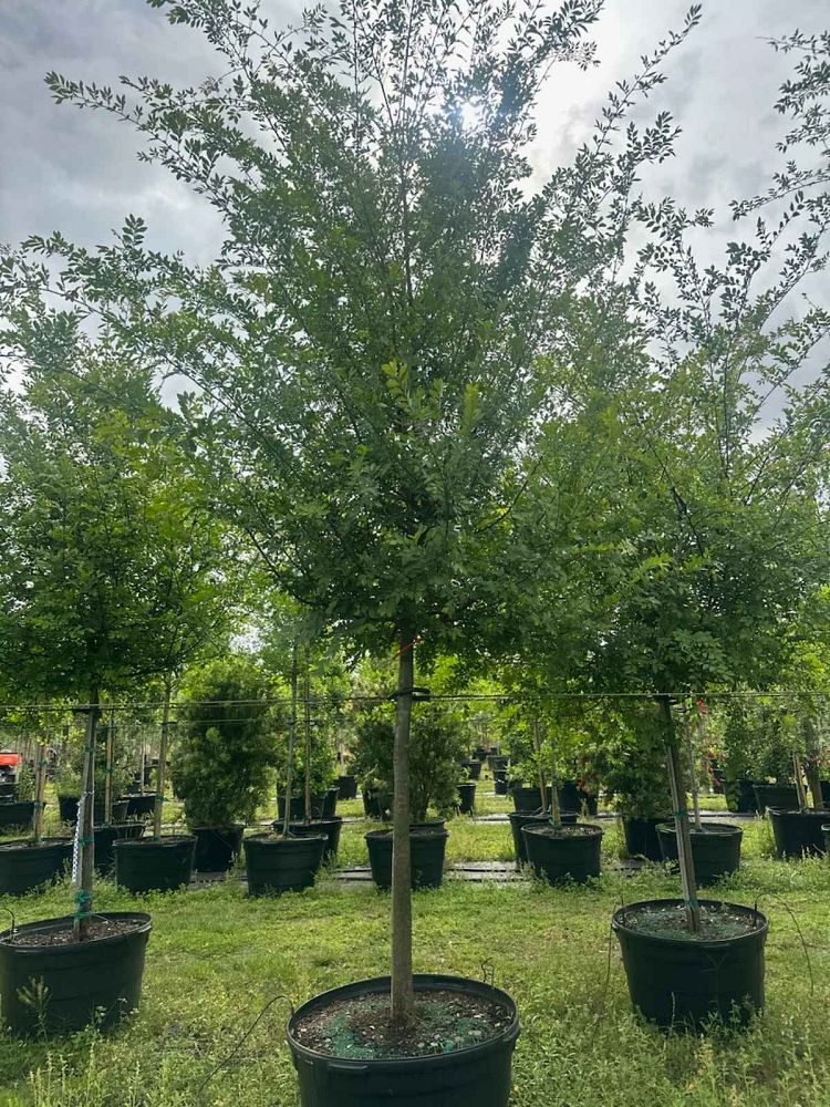 ulmus-parvifolia-drake-chinese-elm-drake-lacebark-elm