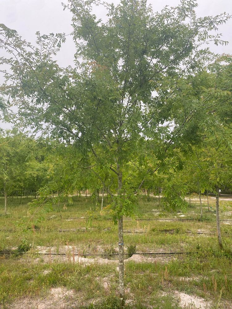 ulmus-parvifolia-drake-chinese-elm-drake-lacebark-elm