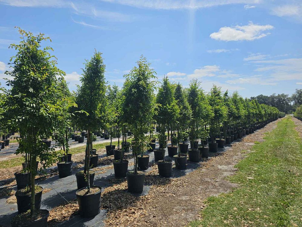 ulmus-parvifolia-drake-chinese-elm-drake-lacebark-elm
