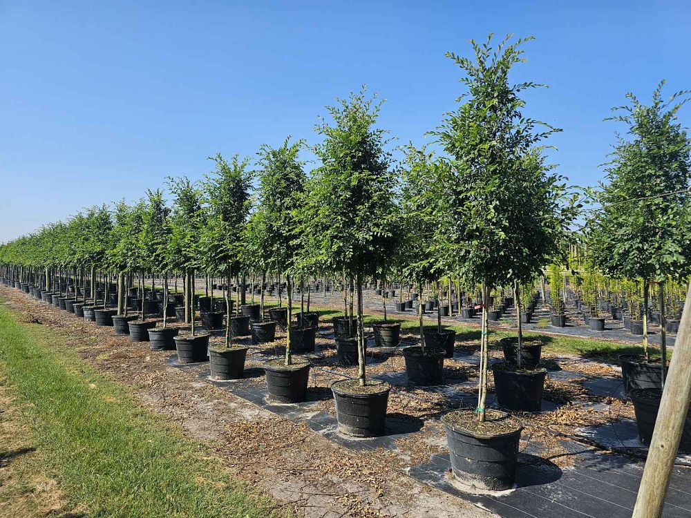 ulmus-parvifolia-drake-chinese-elm-drake-lacebark-elm