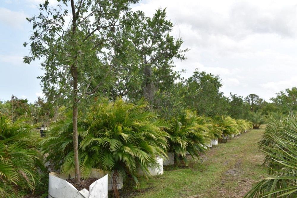 ulmus-parvifolia-drake-chinese-elm-drake-lacebark-elm