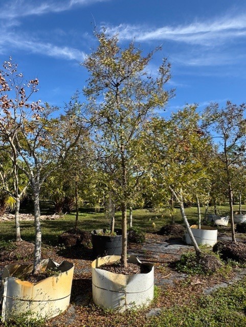 ulmus-parvifolia-drake-chinese-elm-drake-lacebark-elm