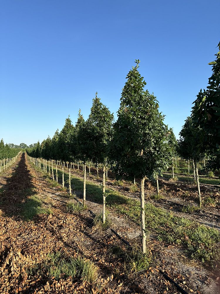 ulmus-parvifolia-drake-chinese-elm-drake-lacebark-elm