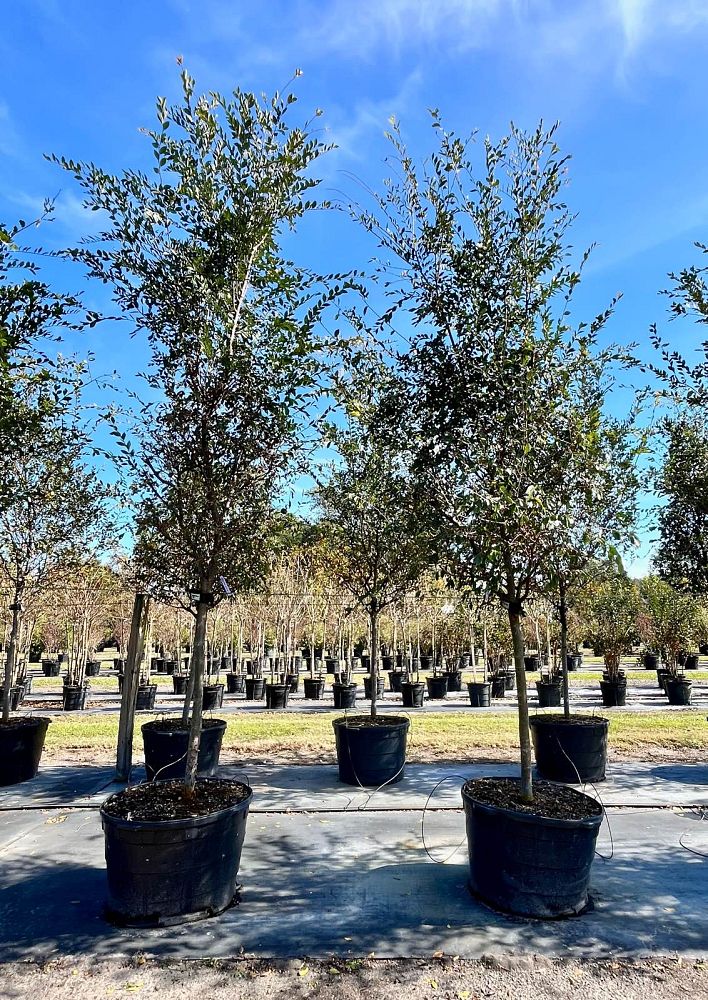 ulmus-parvifolia-drake-chinese-elm-drake-lacebark-elm