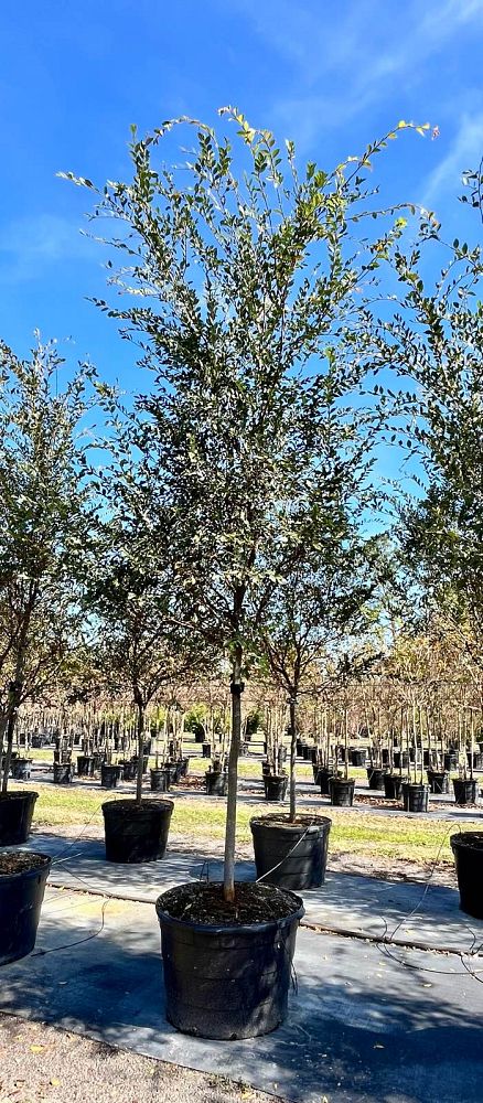 ulmus-parvifolia-drake-chinese-elm-drake-lacebark-elm