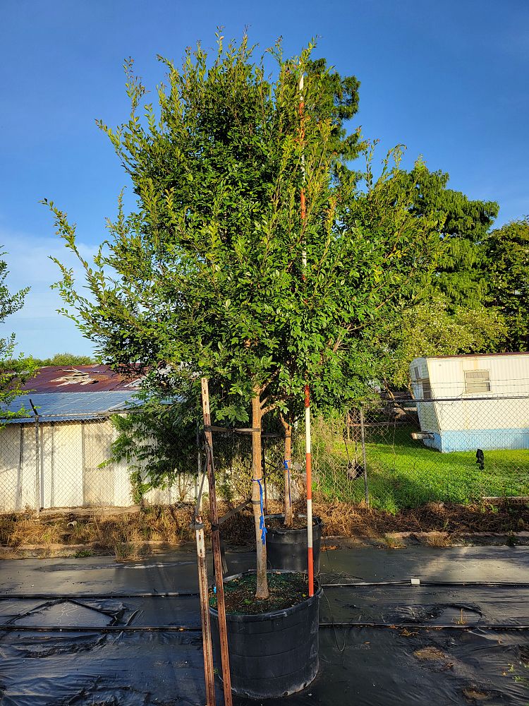ulmus-parvifolia-drake-chinese-elm-drake-lacebark-elm