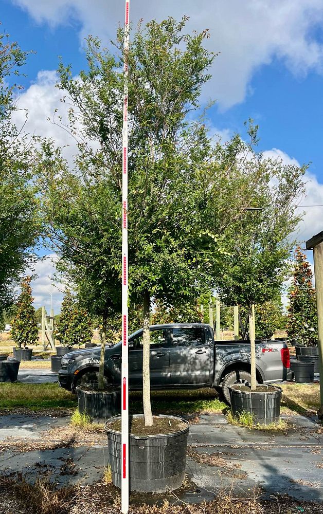 ulmus-parvifolia-drake-chinese-elm-drake-lacebark-elm