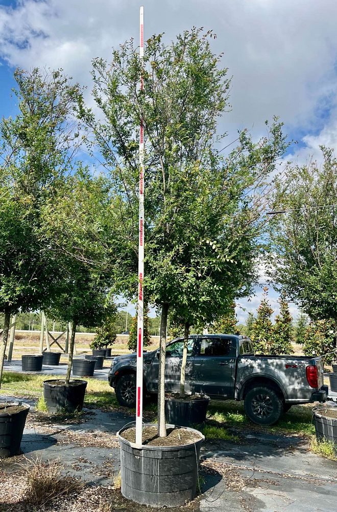 ulmus-parvifolia-drake-chinese-elm-drake-lacebark-elm