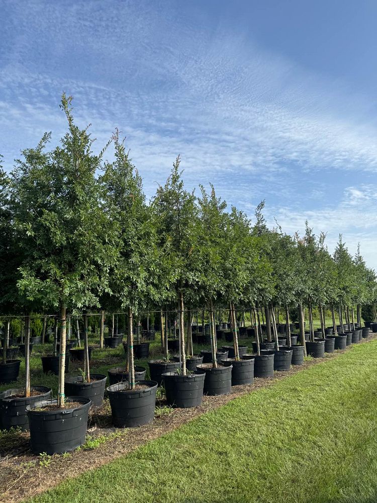 ulmus-parvifolia-drake-chinese-elm-drake-lacebark-elm