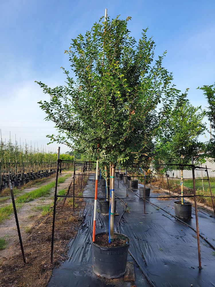ulmus-parvifolia-drake-chinese-elm-drake-lacebark-elm