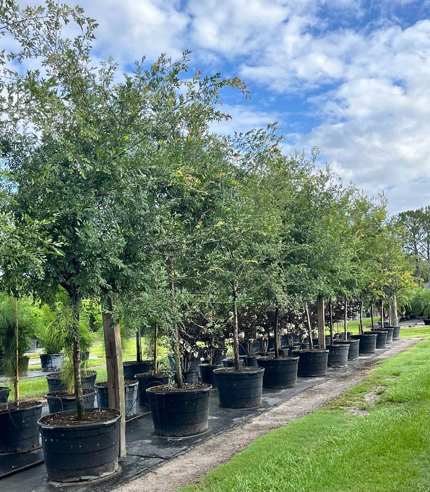 ulmus-parvifolia-drake-chinese-elm-drake-lacebark-elm