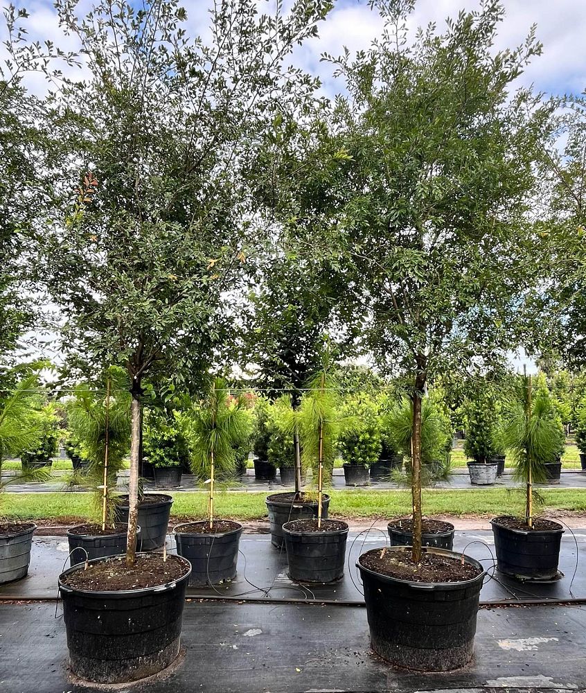 ulmus-parvifolia-drake-chinese-elm-drake-lacebark-elm