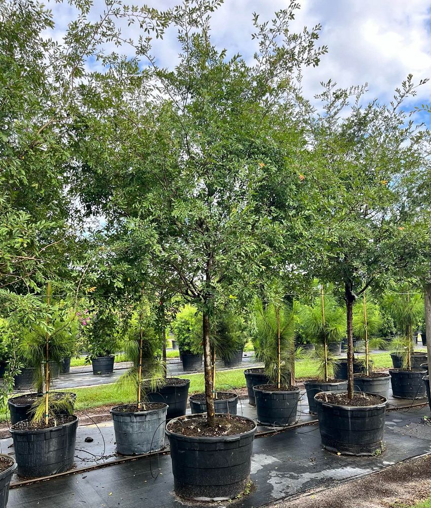 ulmus-parvifolia-drake-chinese-elm-drake-lacebark-elm
