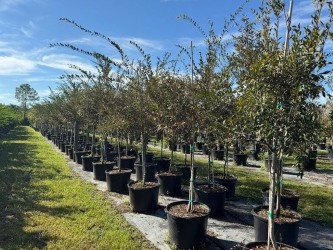 ulmus-parvifolia-drake-chinese-elm-drake-lacebark-elm