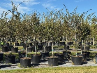 ulmus-parvifolia-drake-chinese-elm-drake-lacebark-elm