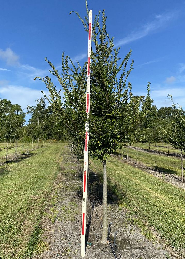 ulmus-parvifolia-drake-chinese-elm-drake-lacebark-elm
