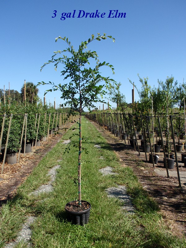 ulmus-parvifolia-drake-chinese-elm-lacebark-elm