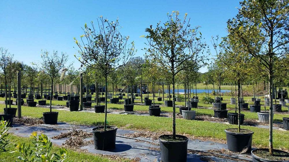 ulmus-parvifolia-drake-chinese-elm-lacebark-elm