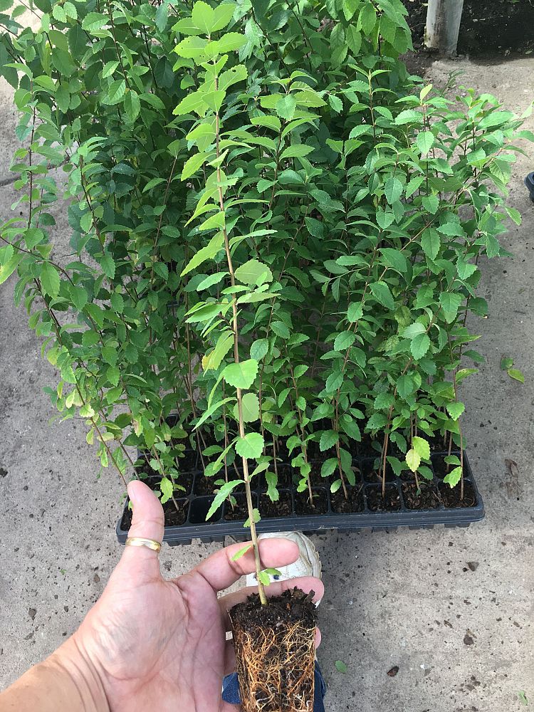 ulmus-parvifolia-drake-chinese-elm-lacebark-elm