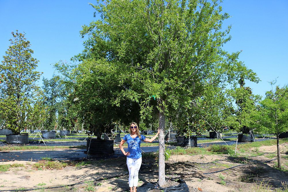 ulmus-parvifolia-drake-chinese-elm-lacebark-elm
