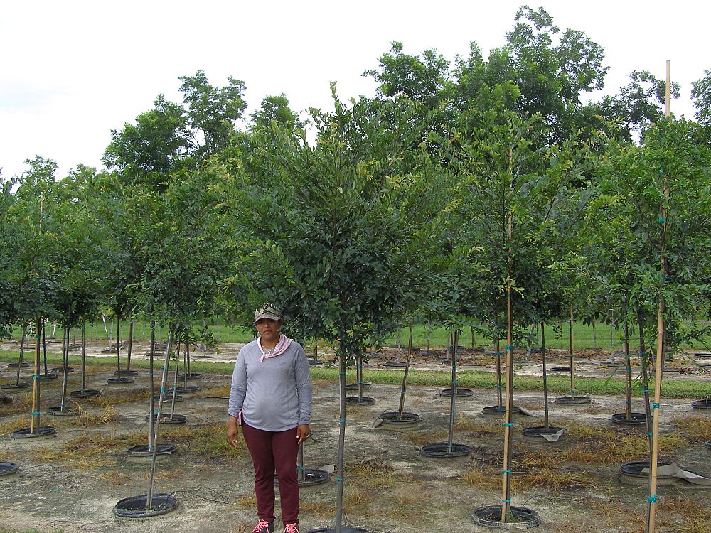 ulmus-parvifolia-drake-chinese-elm-lacebark-elm