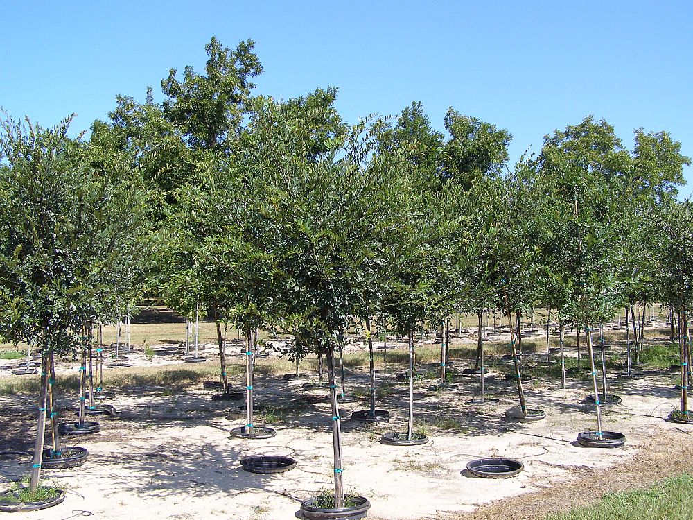 ulmus-parvifolia-drake-chinese-elm-lacebark-elm