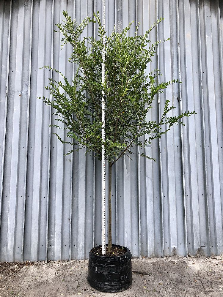 ulmus-parvifolia-drake-chinese-elm-lacebark-elm