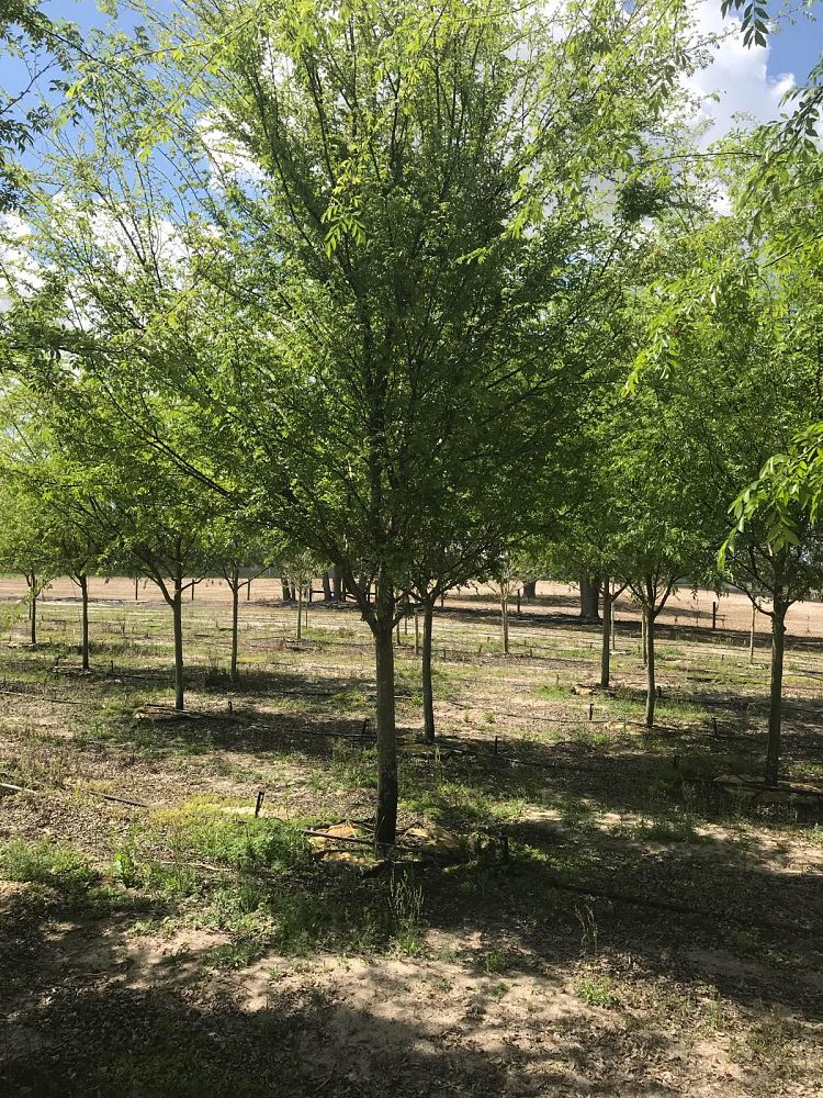 ulmus-parvifolia-drake-chinese-elm-lacebark-elm