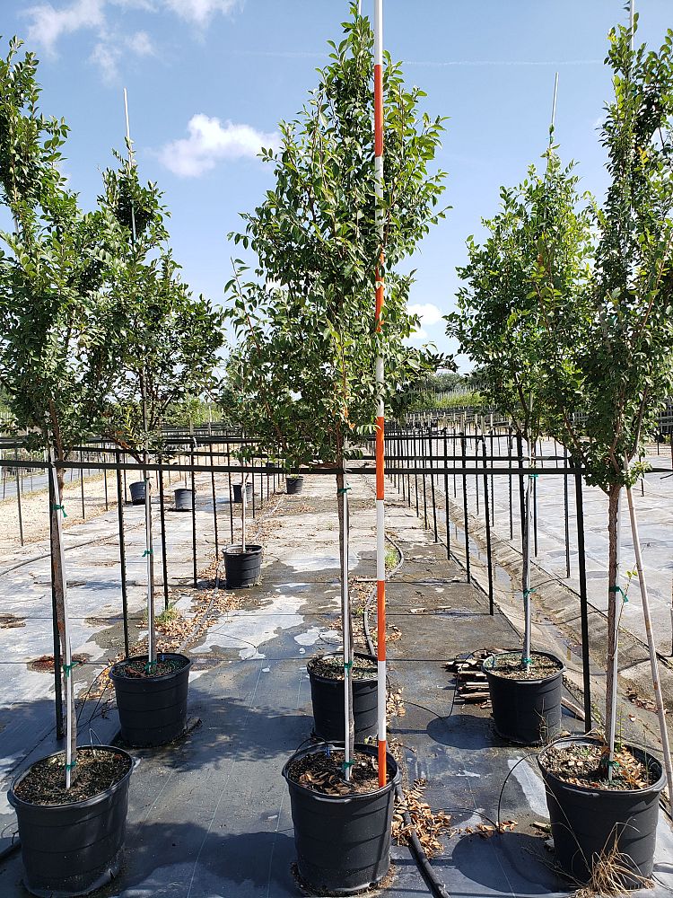 ulmus-parvifolia-drake-chinese-elm-lacebark-elm