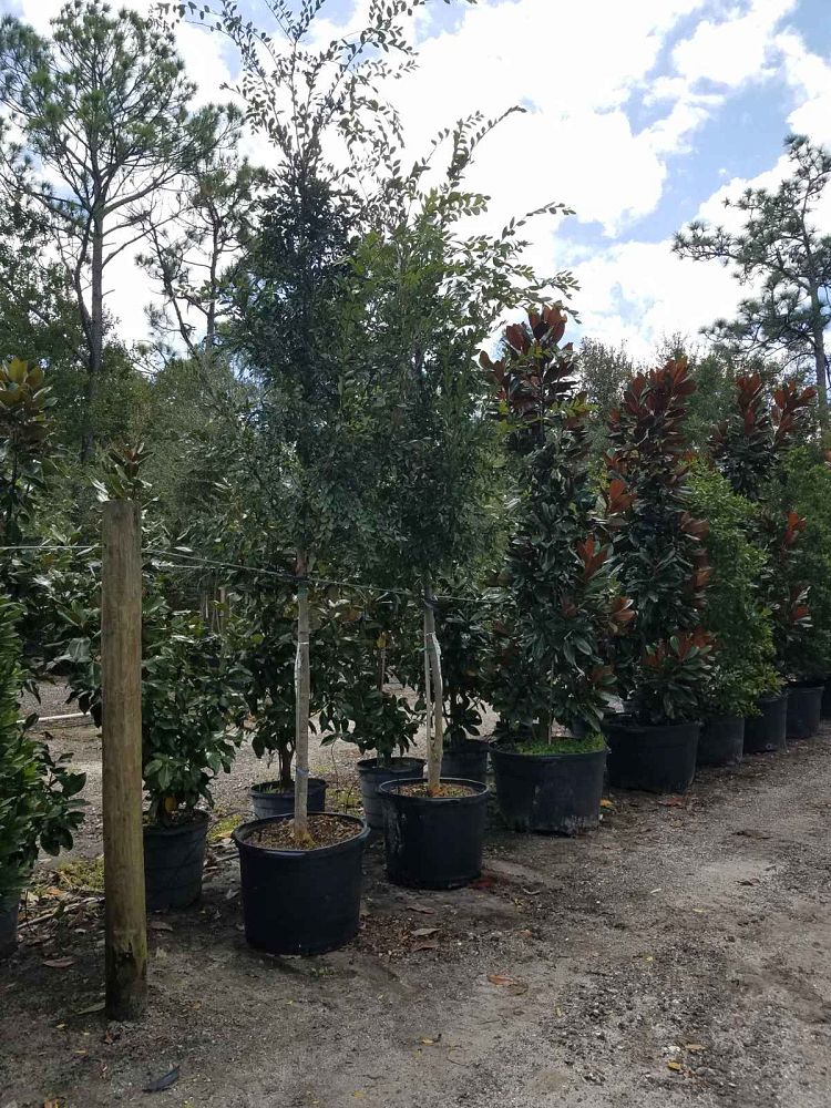 ulmus-parvifolia-drake-chinese-elm-lacebark-elm