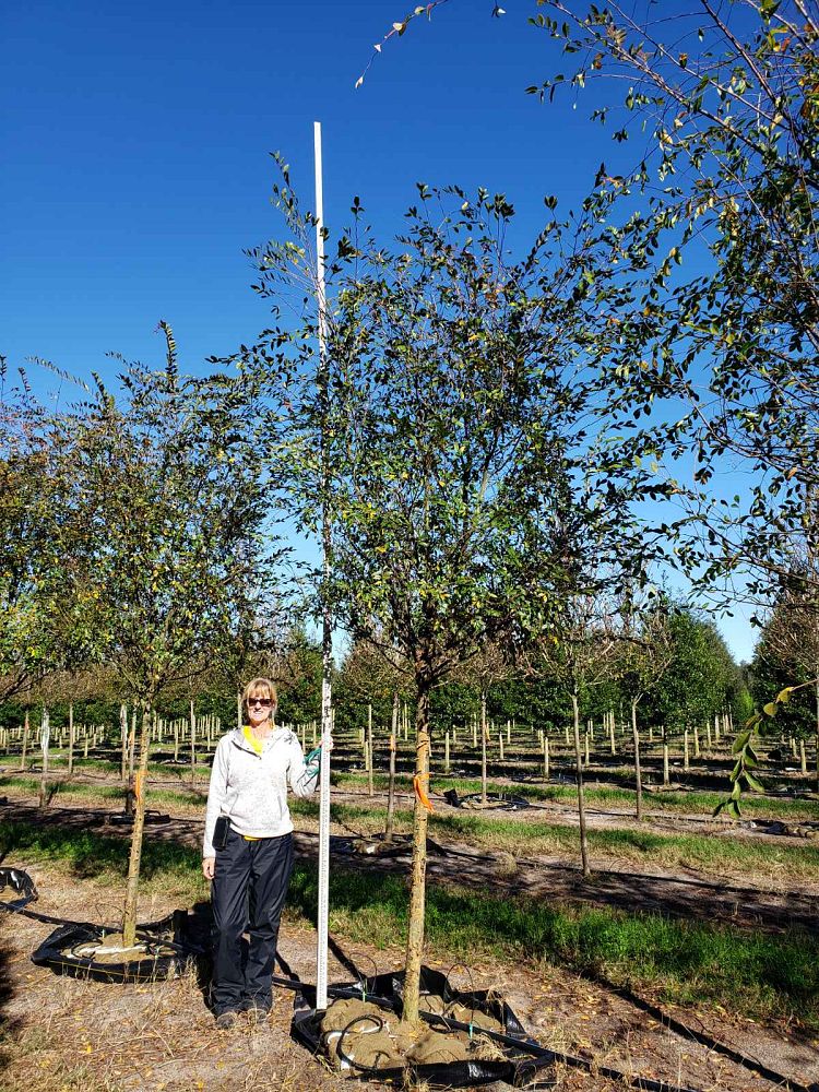 ulmus-parvifolia-drake-chinese-elm-lacebark-elm