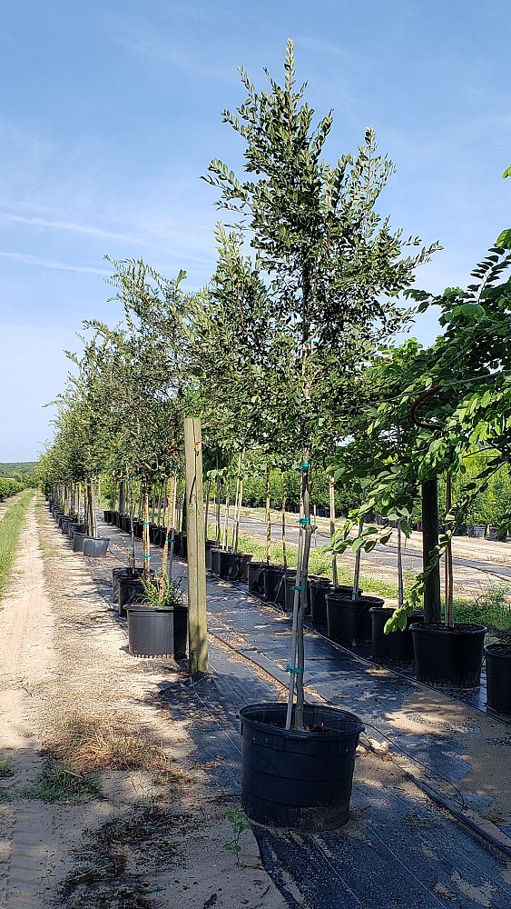 ulmus-parvifolia-drake-chinese-elm-lacebark-elm
