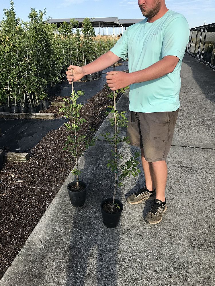 ulmus-parvifolia-drake-chinese-elm-lacebark-elm