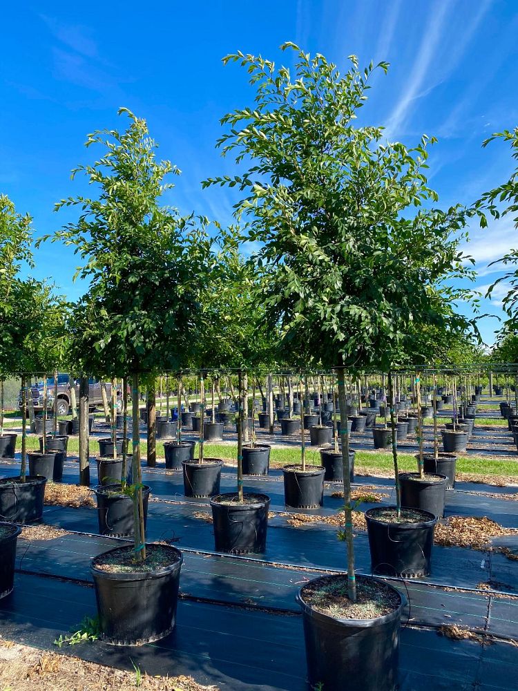 ulmus-parvifolia-drake-chinese-elm-lacebark-elm