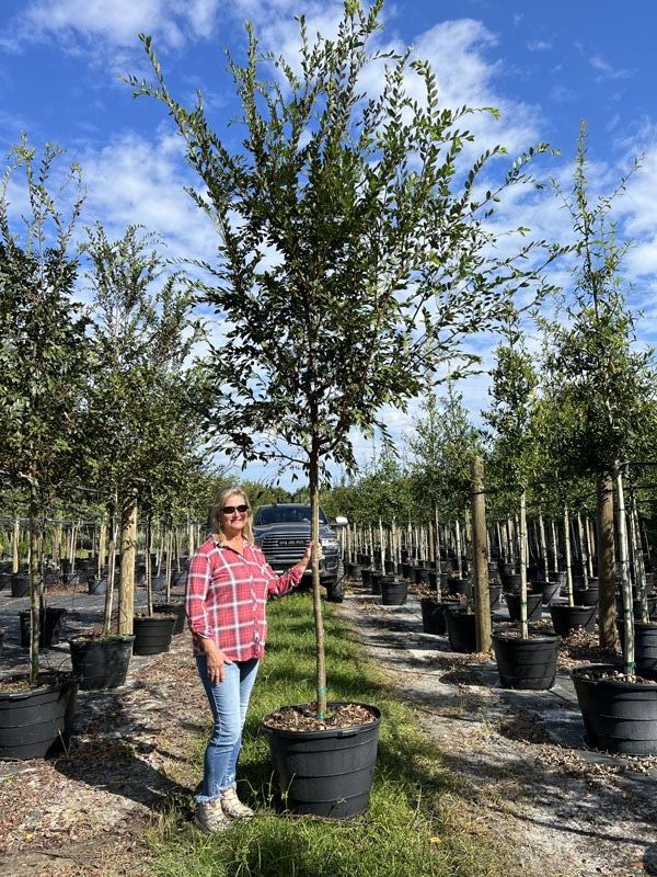 ulmus-parvifolia-drake-chinese-elm-lacebark-elm