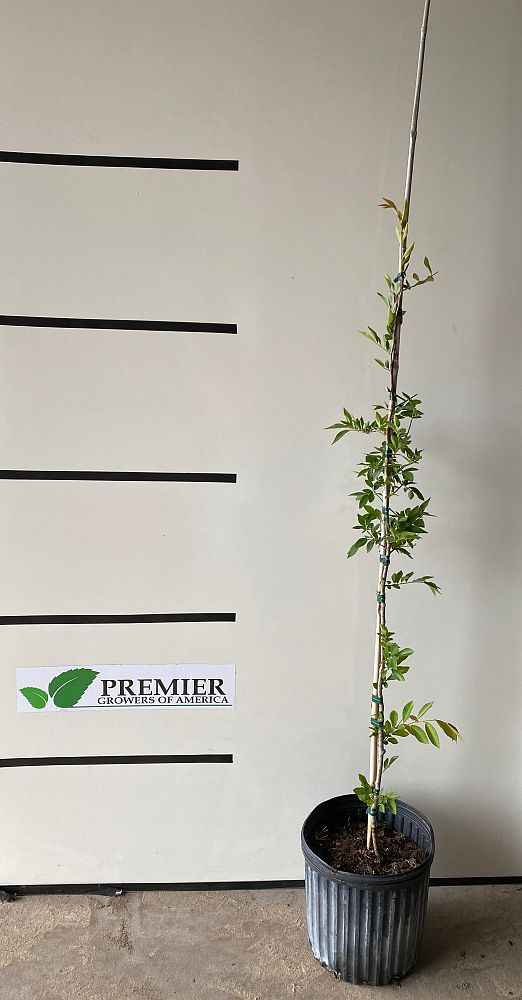 ulmus-parvifolia-drake-chinese-elm-lacebark-elm