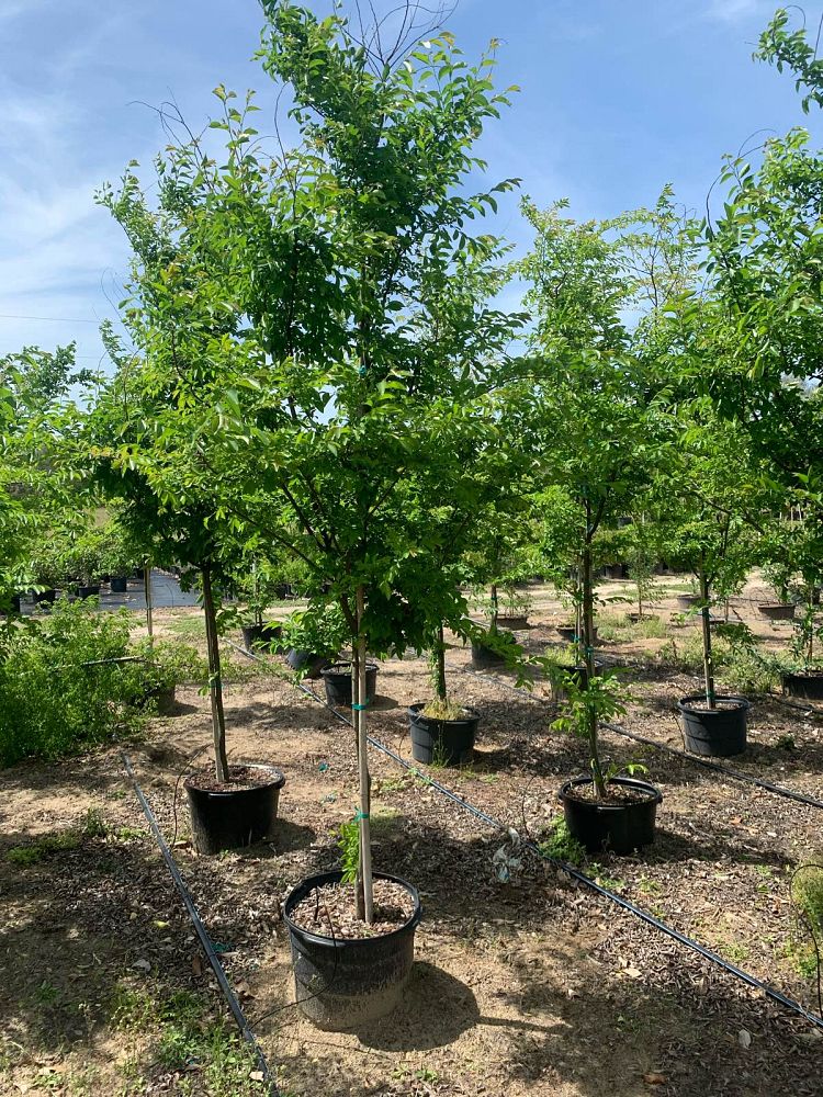 ulmus-parvifolia-drake-chinese-elm-lacebark-elm